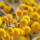 ~ Blühender Acacia Dornbusch ~