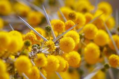 ~ Blühender Acacia Dornbusch ~