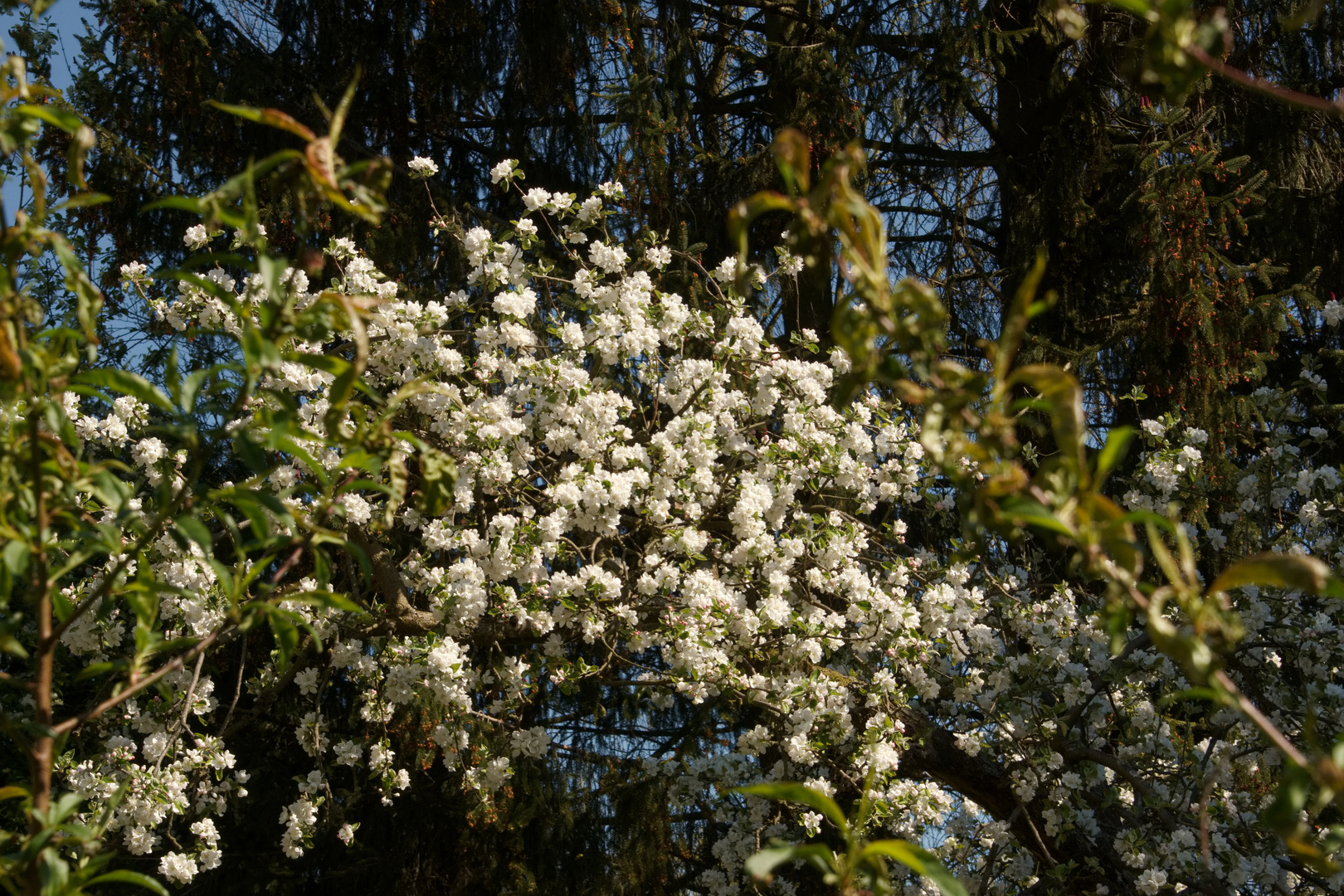 blühender Apfelbaum