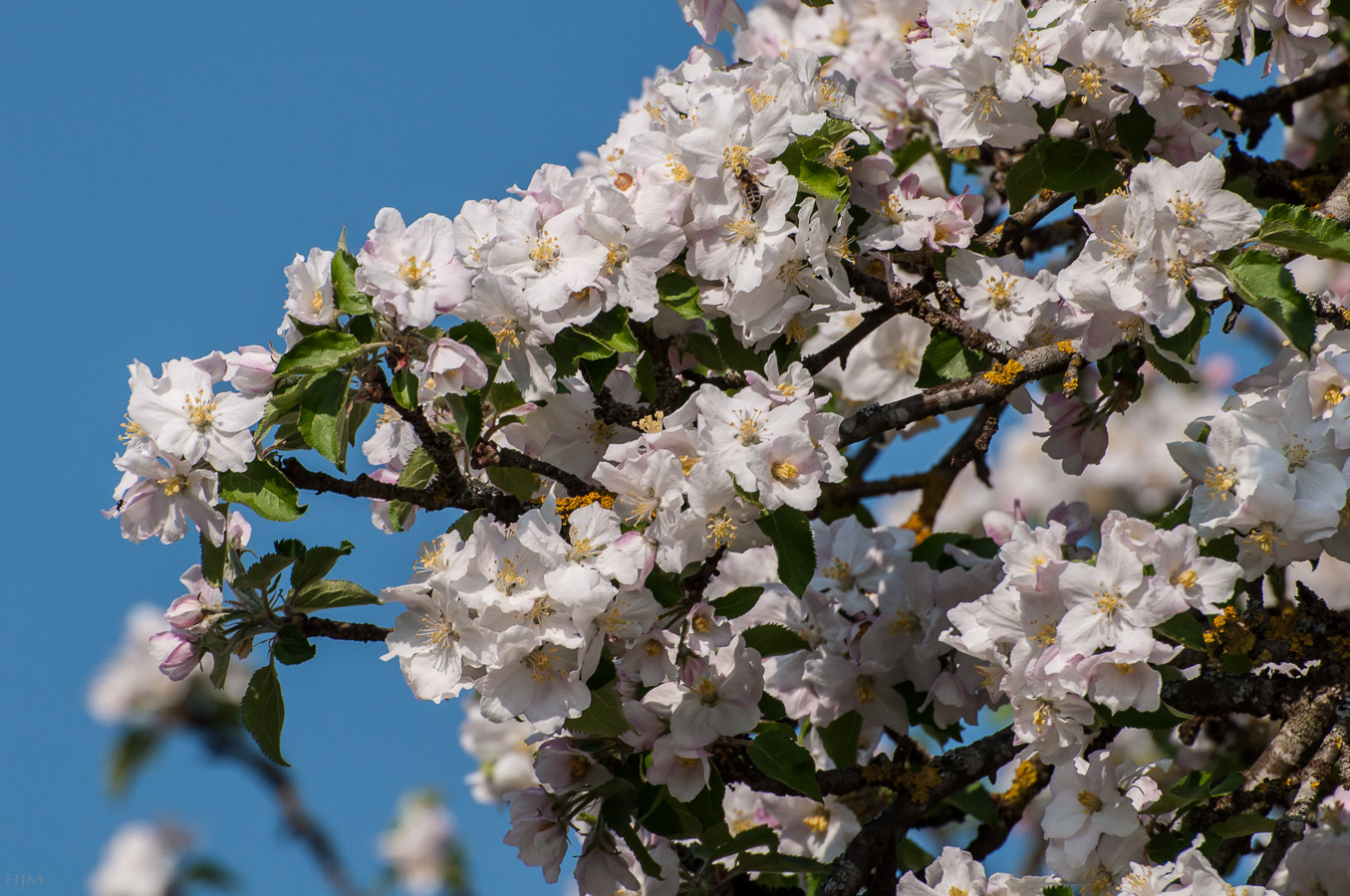 Blühender Apfelbaum