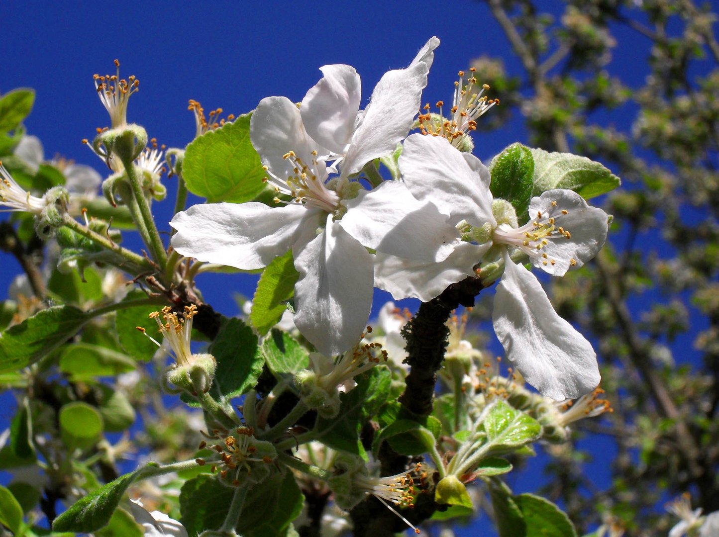 Blühender Apfelbaum