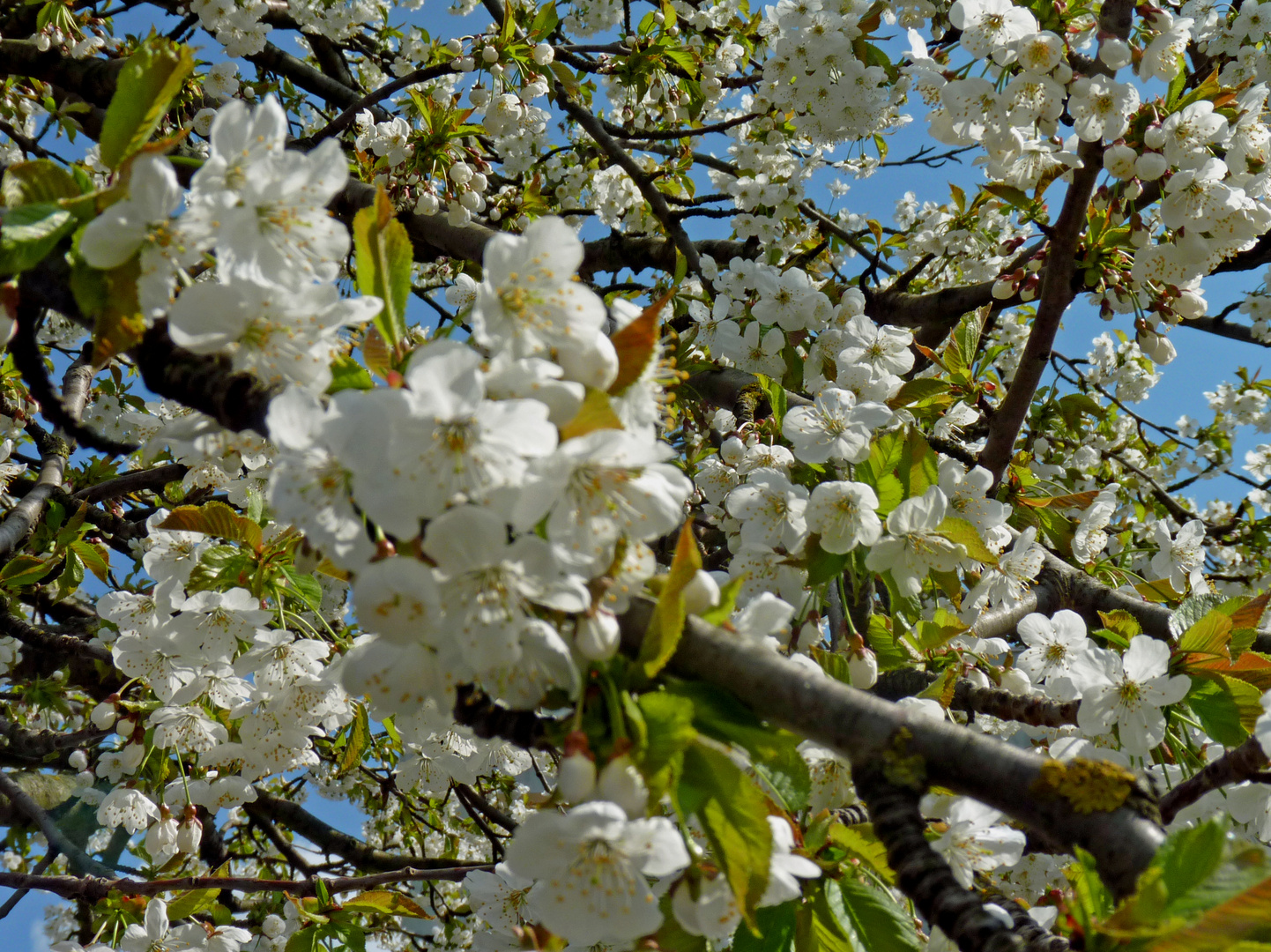 Blühender Apfelbaum