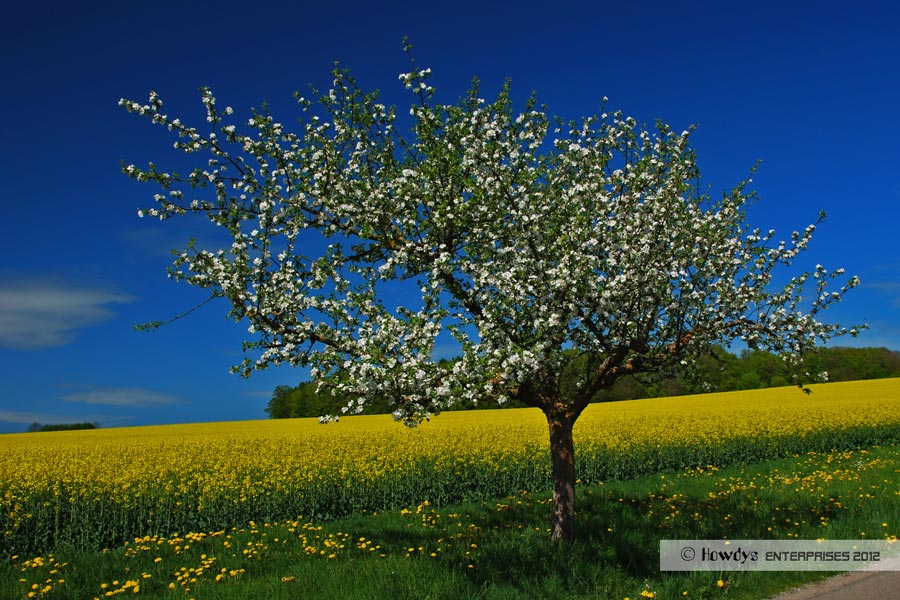 blühender Apfelbaum