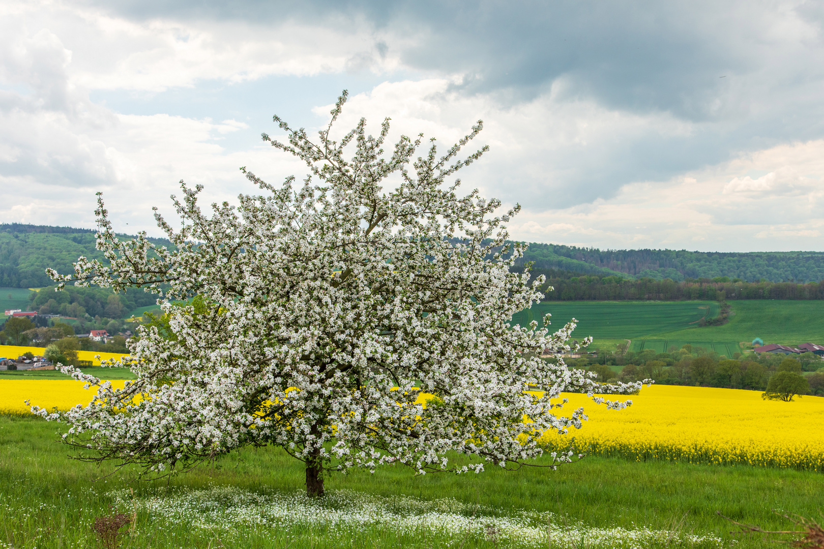 Blühender Apfelbaum