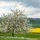 Blühender Apfelbaum