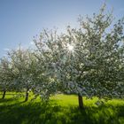 blühender Apfelbaum