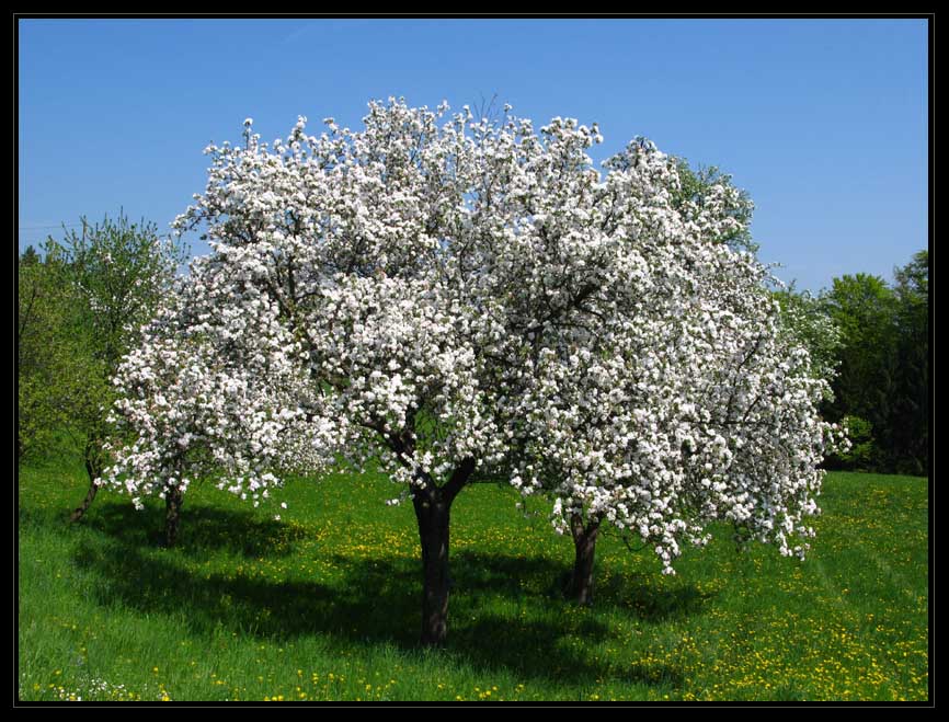 Blühender Apfelbaum