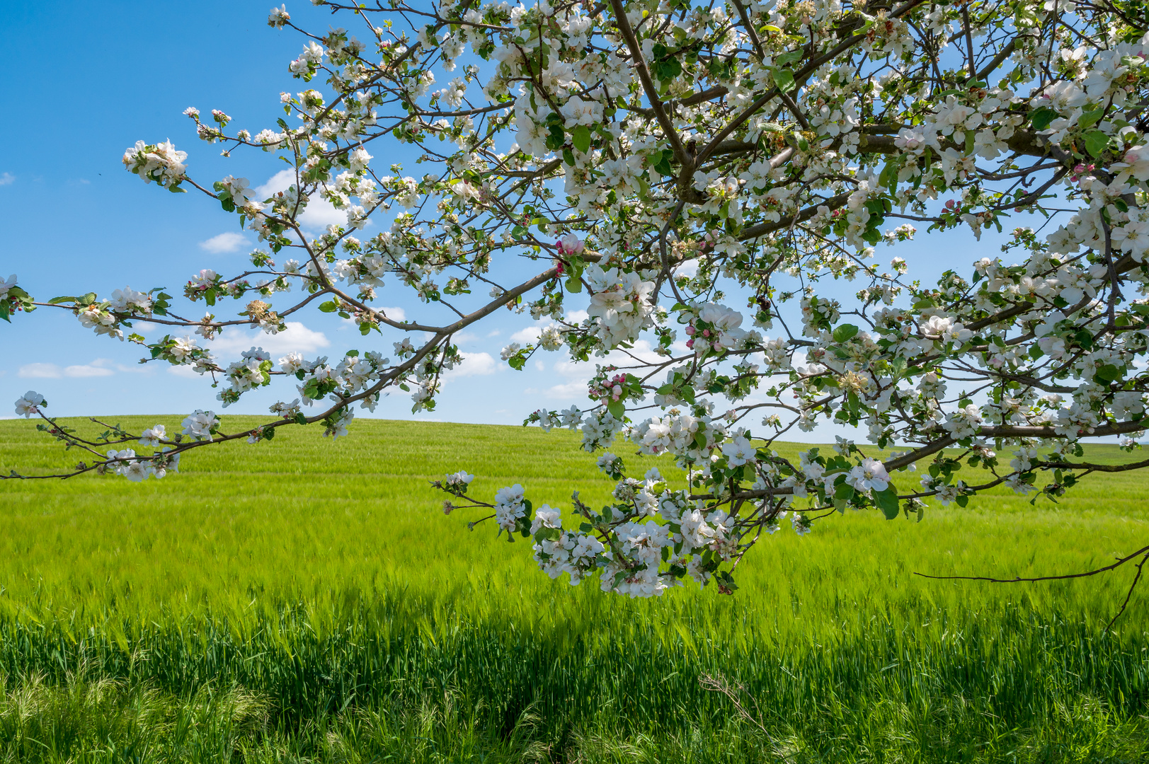 Blühender Apfelbaum am Feldrand