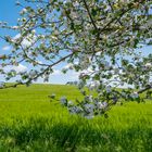 Blühender Apfelbaum am Feldrand