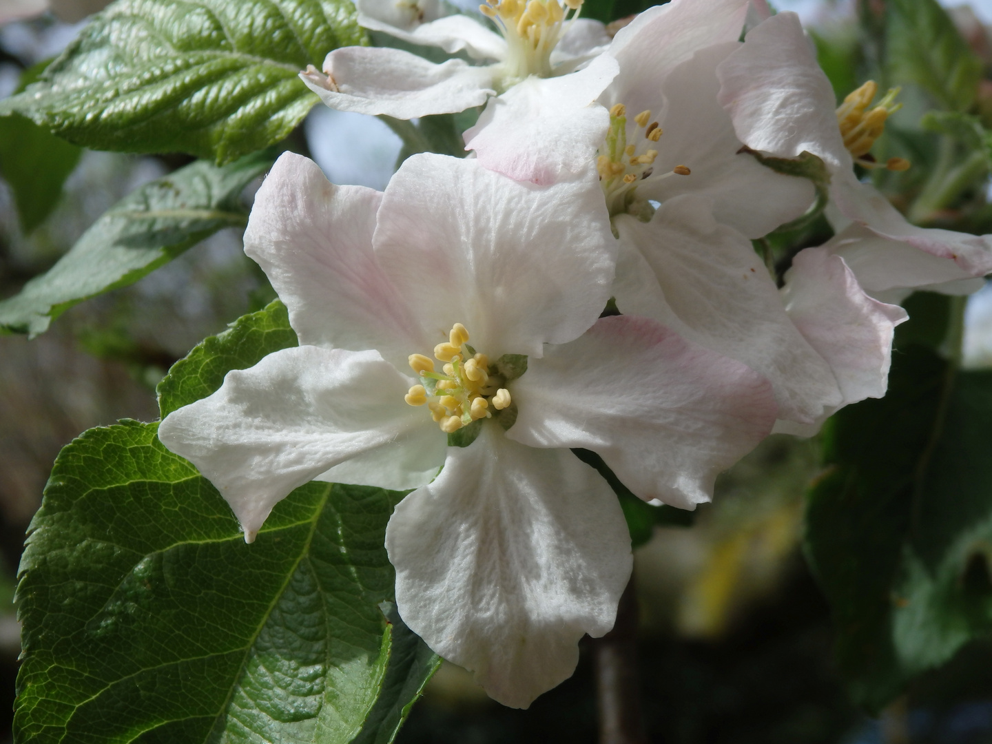Blühender Apfelbaum - Boskop in voller Blüte