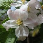 Blühender Apfelbaum - Boskop in voller Blüte