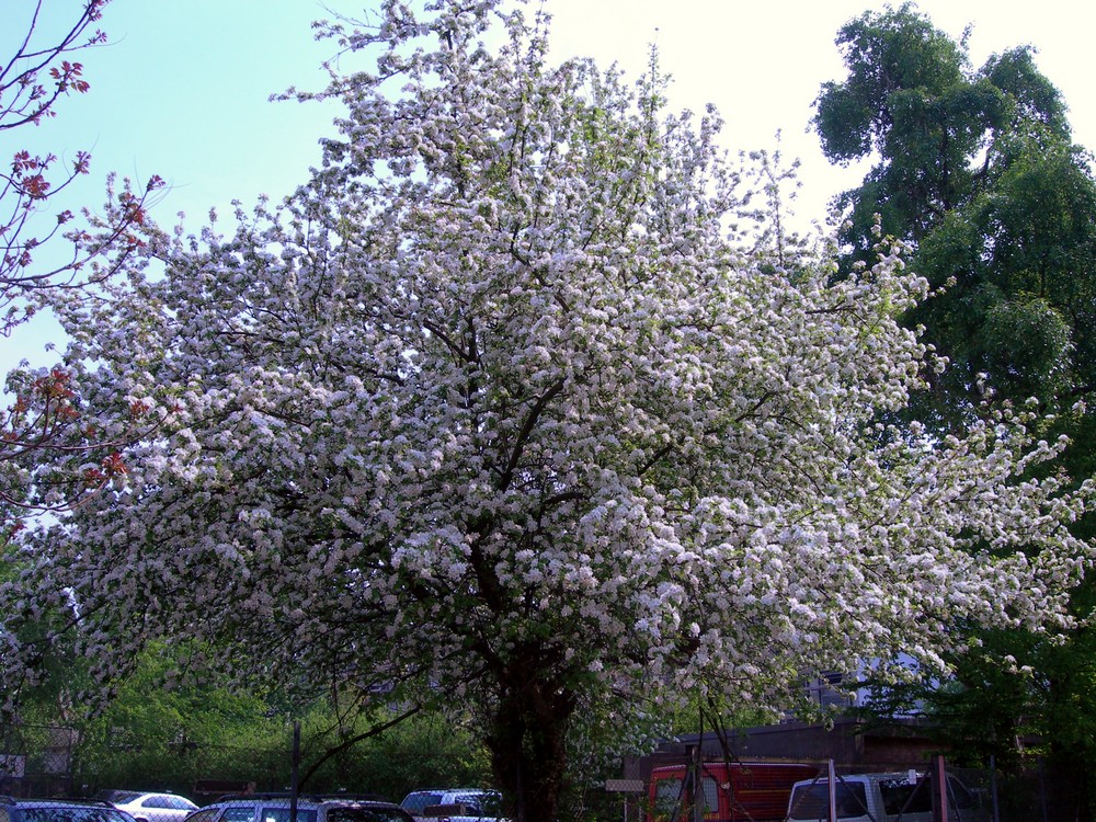 Blühender Apfelbaum