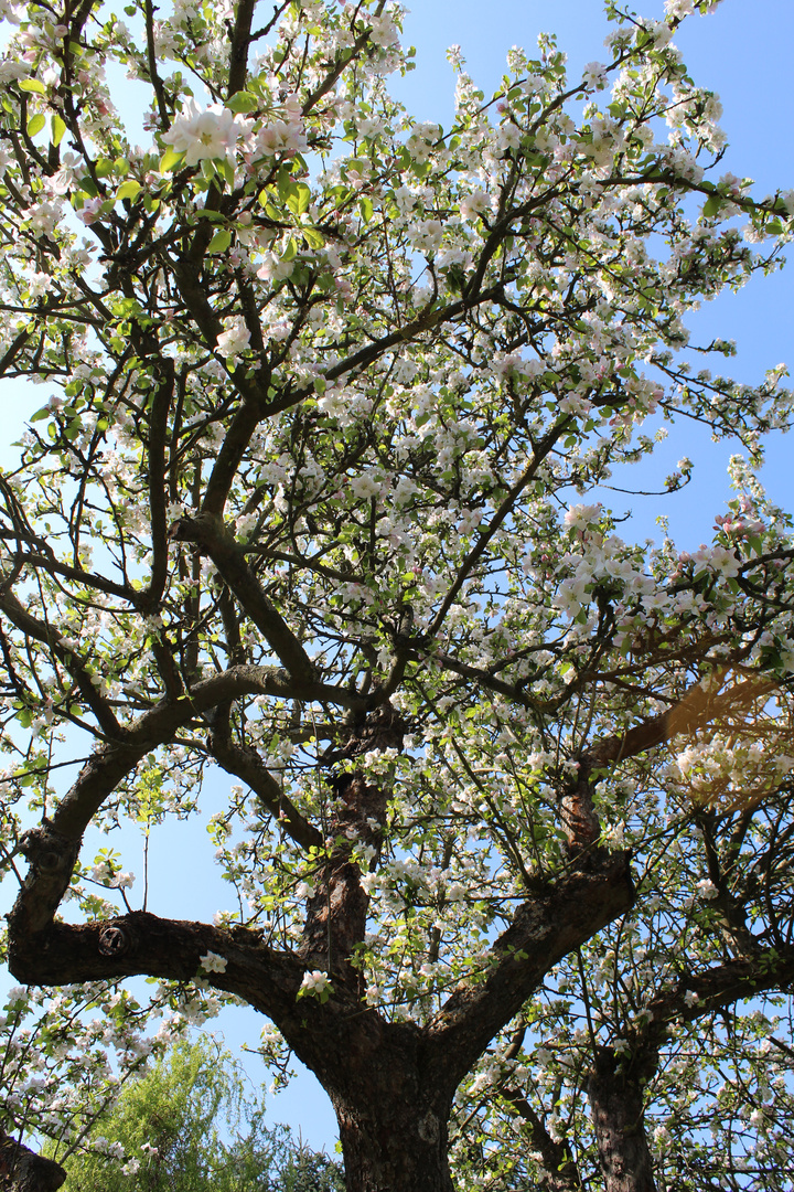 Blühender Apfelbaum