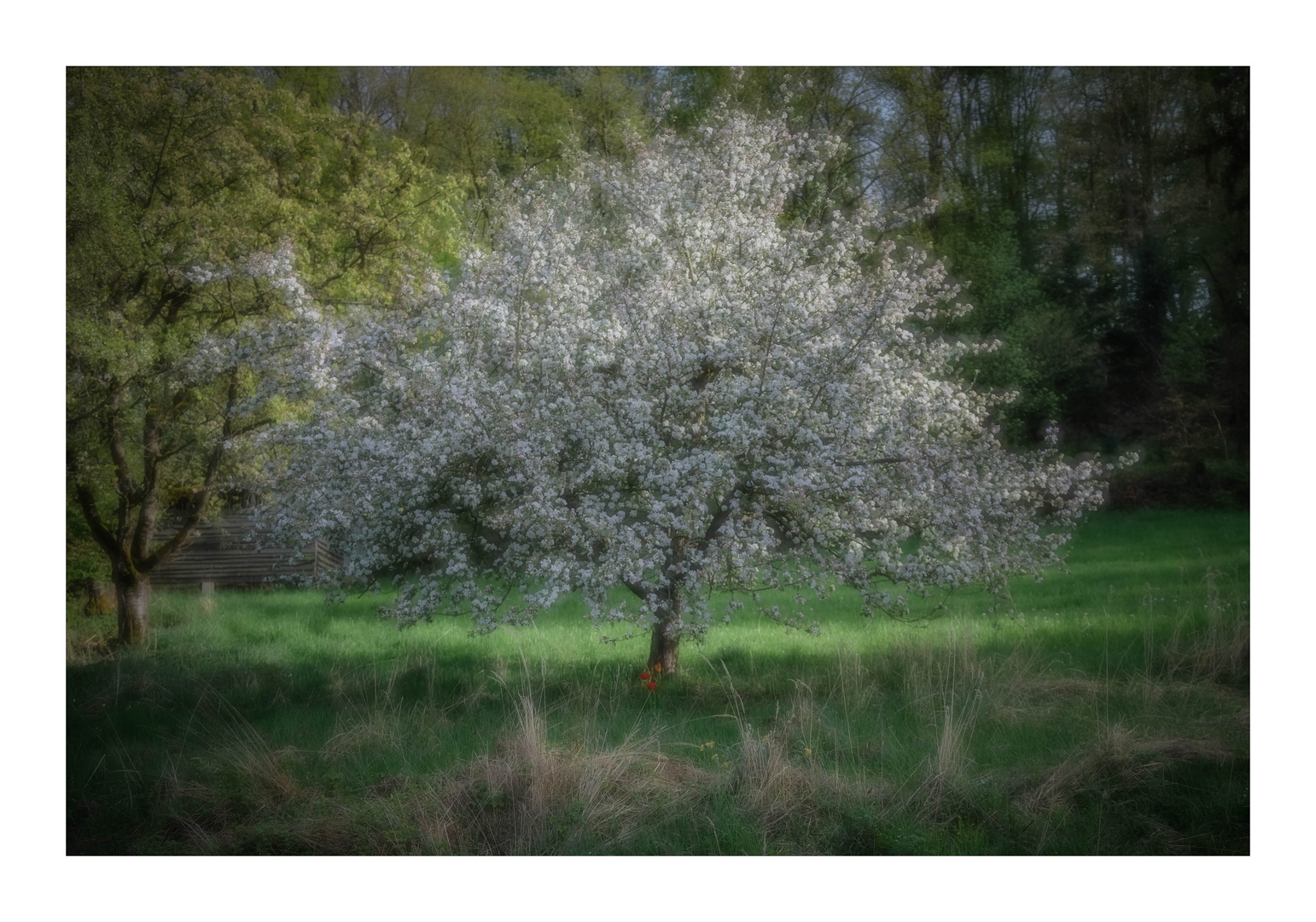 Blühender Apfelbaum