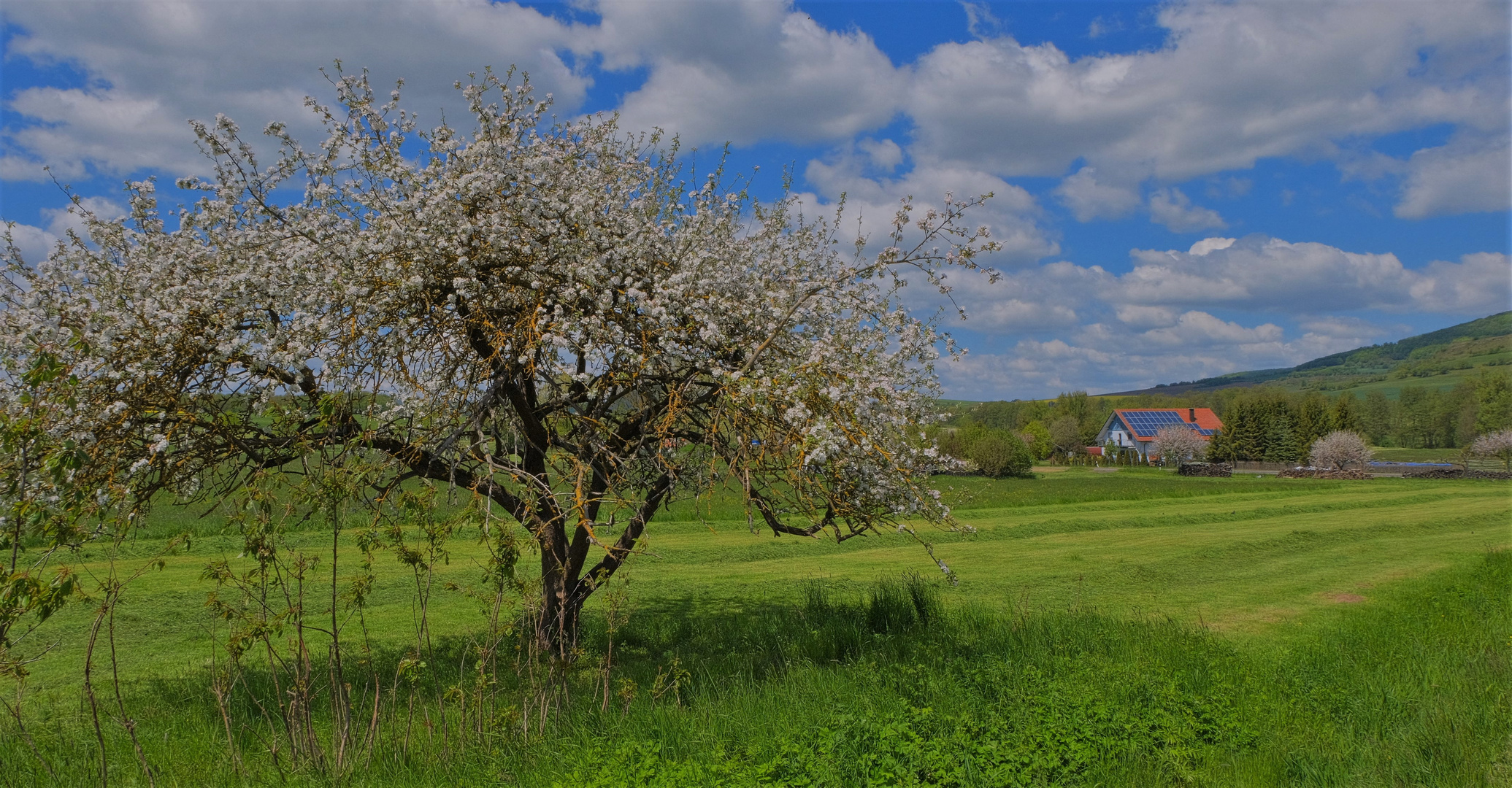 blühender Apfelbaum (manzano)