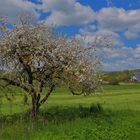 blühender Apfelbaum (manzano)