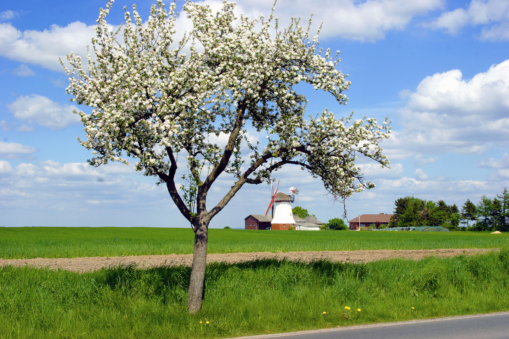 Blühender Apfelbaum und Windmühle ,