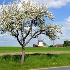 Blühender Apfelbaum und Windmühle ,