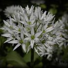 Blühender Bärlauch (Allium ursinum)