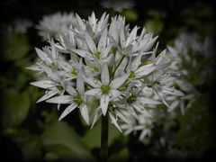 Blühender Bärlauch (Allium ursinum)