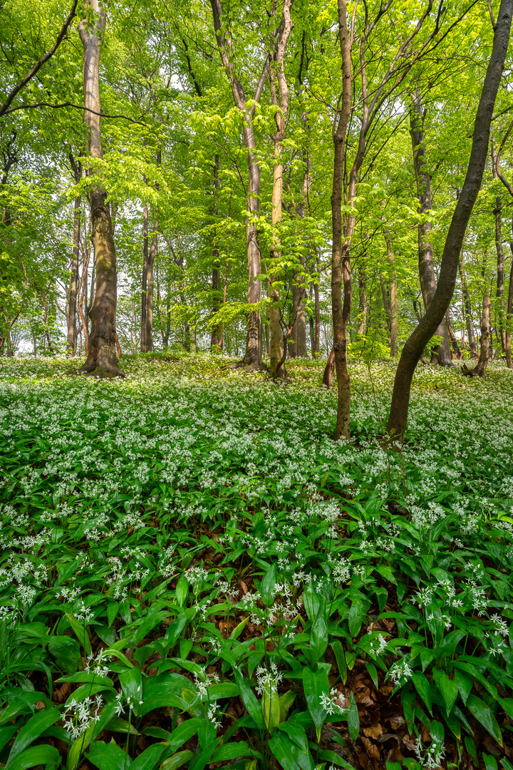 Blühender Bärlauch im Weserbergland