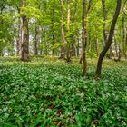 Blühender Bärlauch im Weserbergland