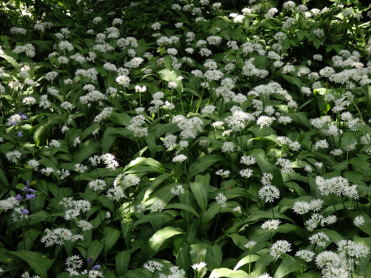 Blühender Bärlauch in unserem Garten