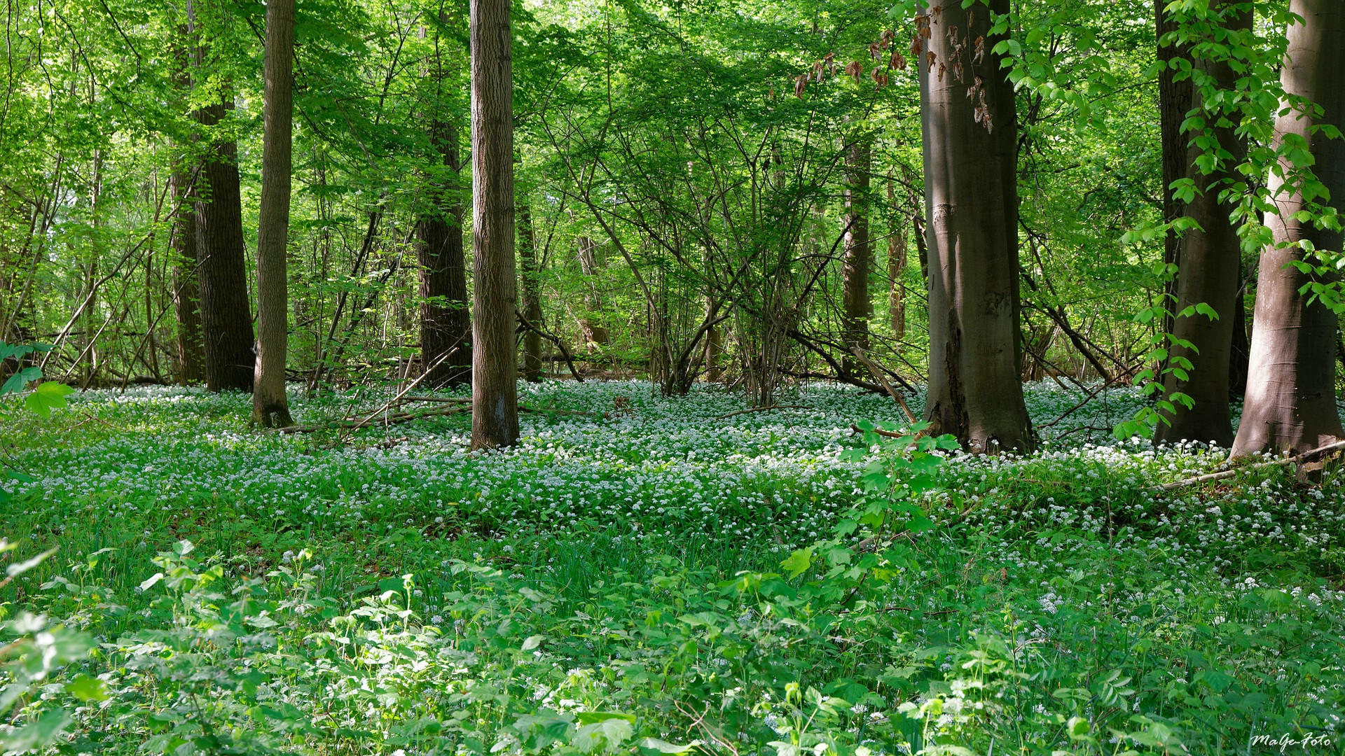 Blühender Bärlauchwald