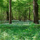 Blühender Bärlauchwald