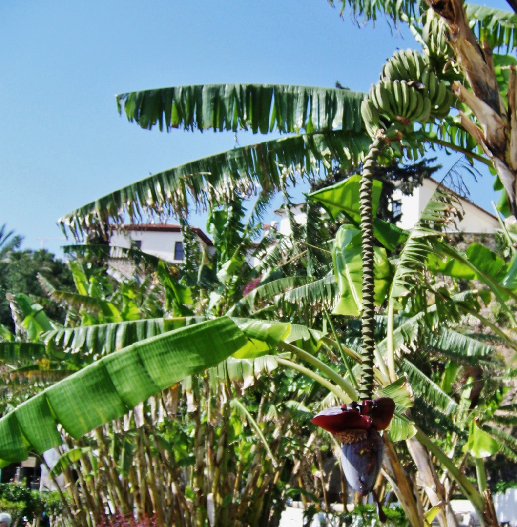 Blühender Bananenbaum