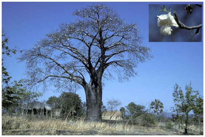 Blühender Baobab (Doku)