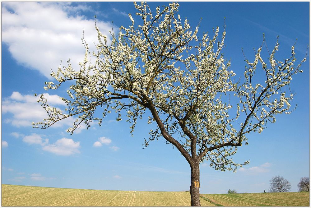 Blühender Baum 2011