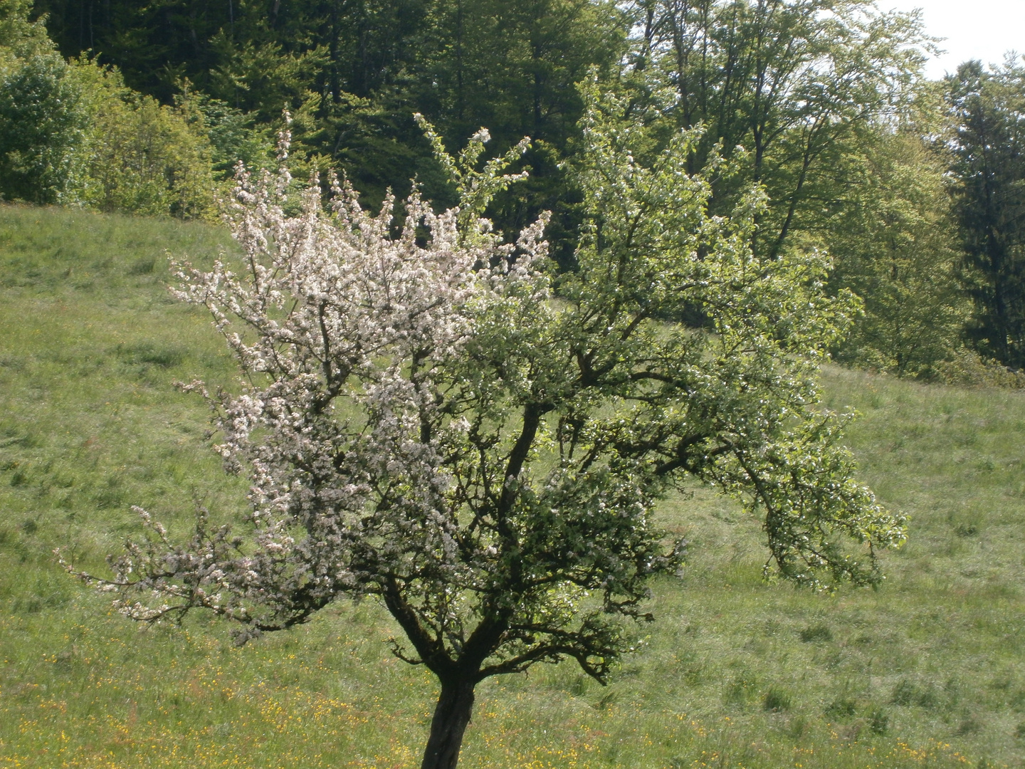 blühender baum