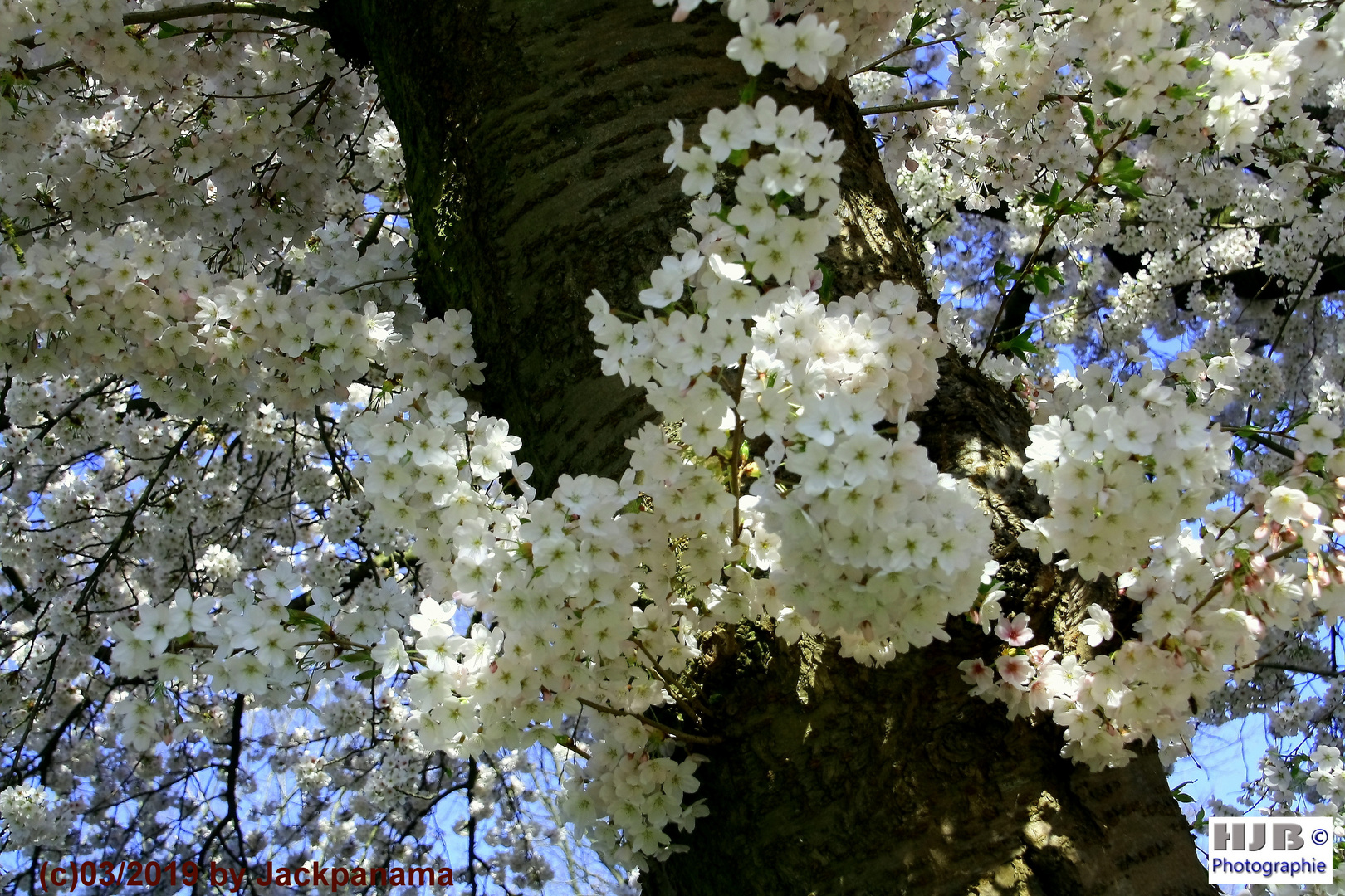 Blühender Baum