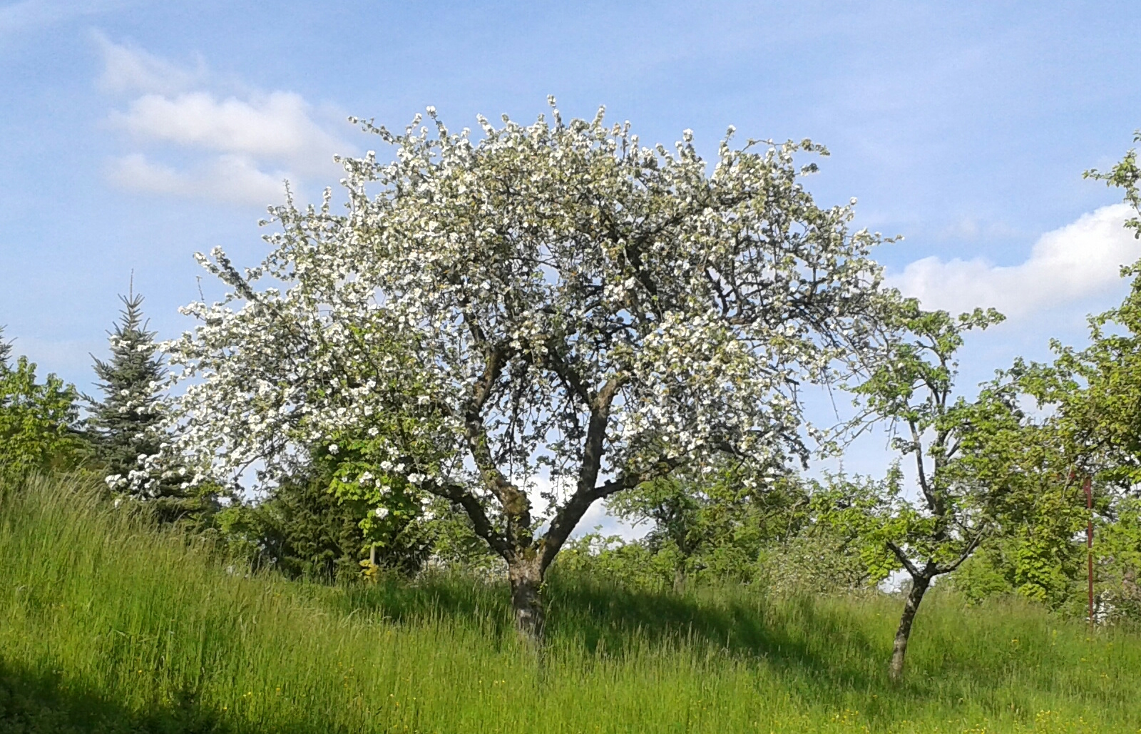 Blühender Baum