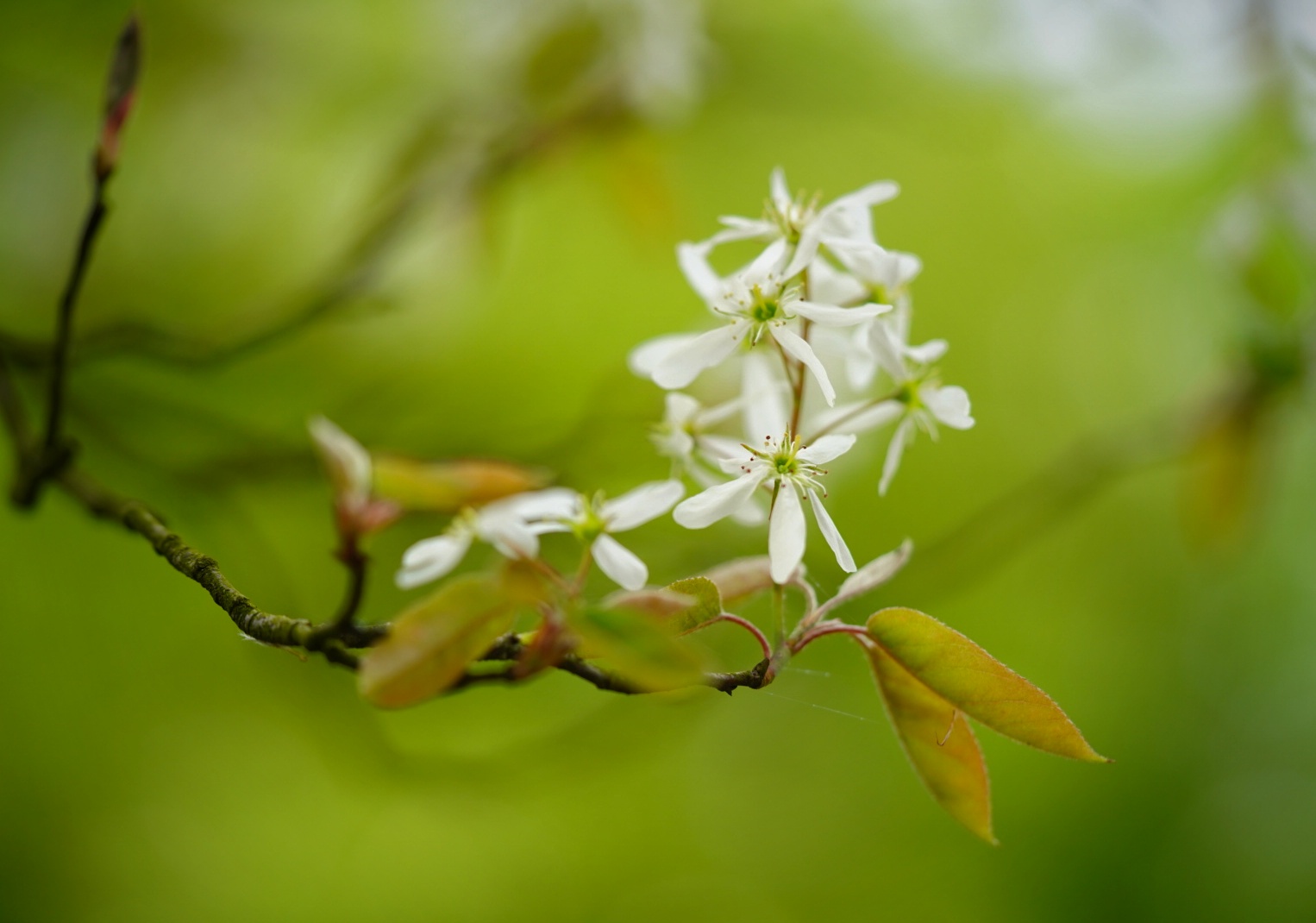 Blühender Baum