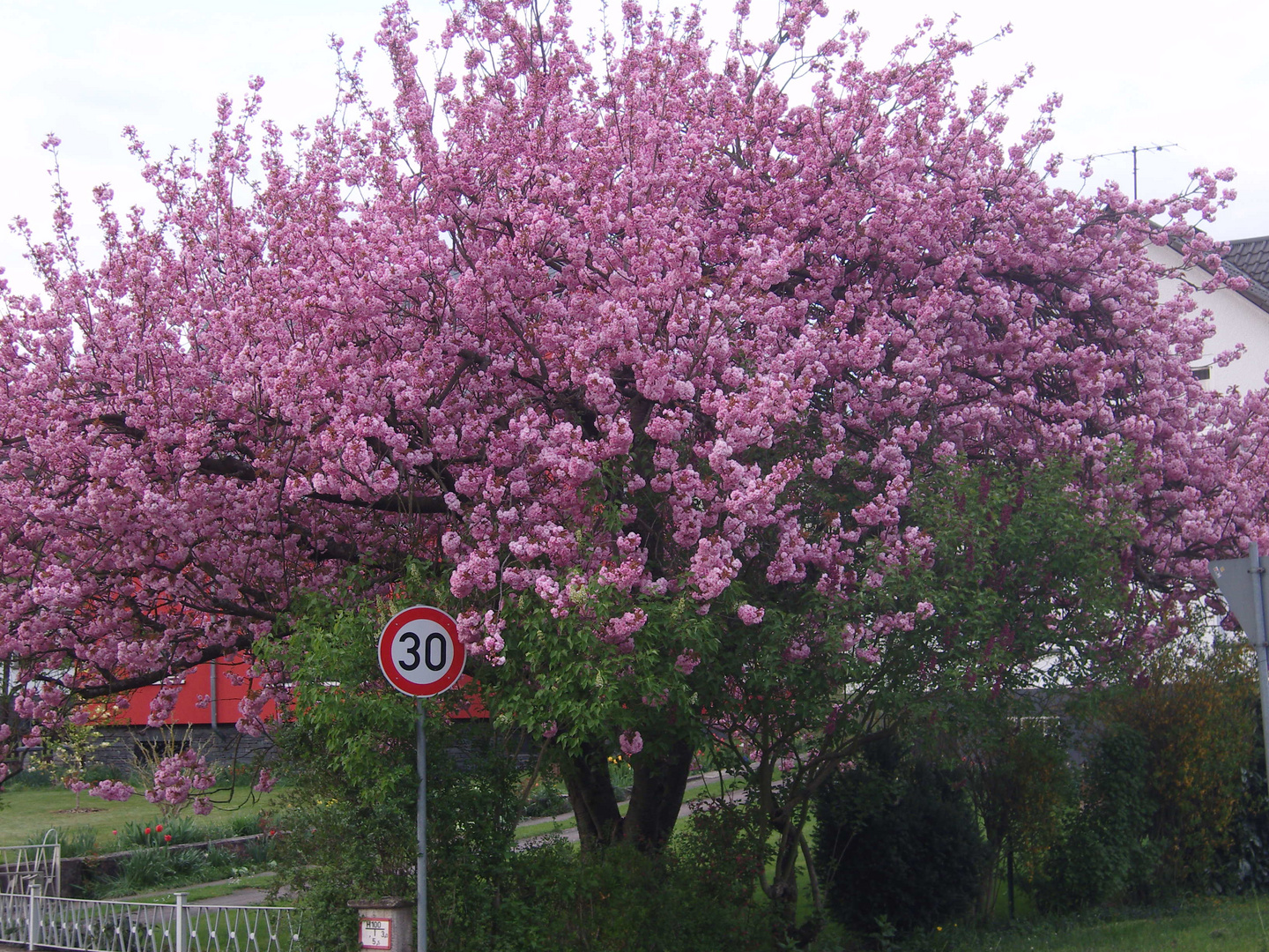 blühender Baum