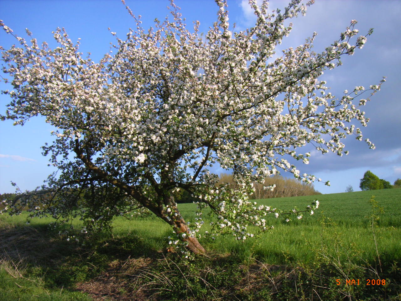 blühender Baum