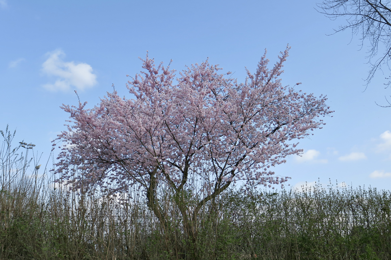 Blühender Baum 4.4.2021