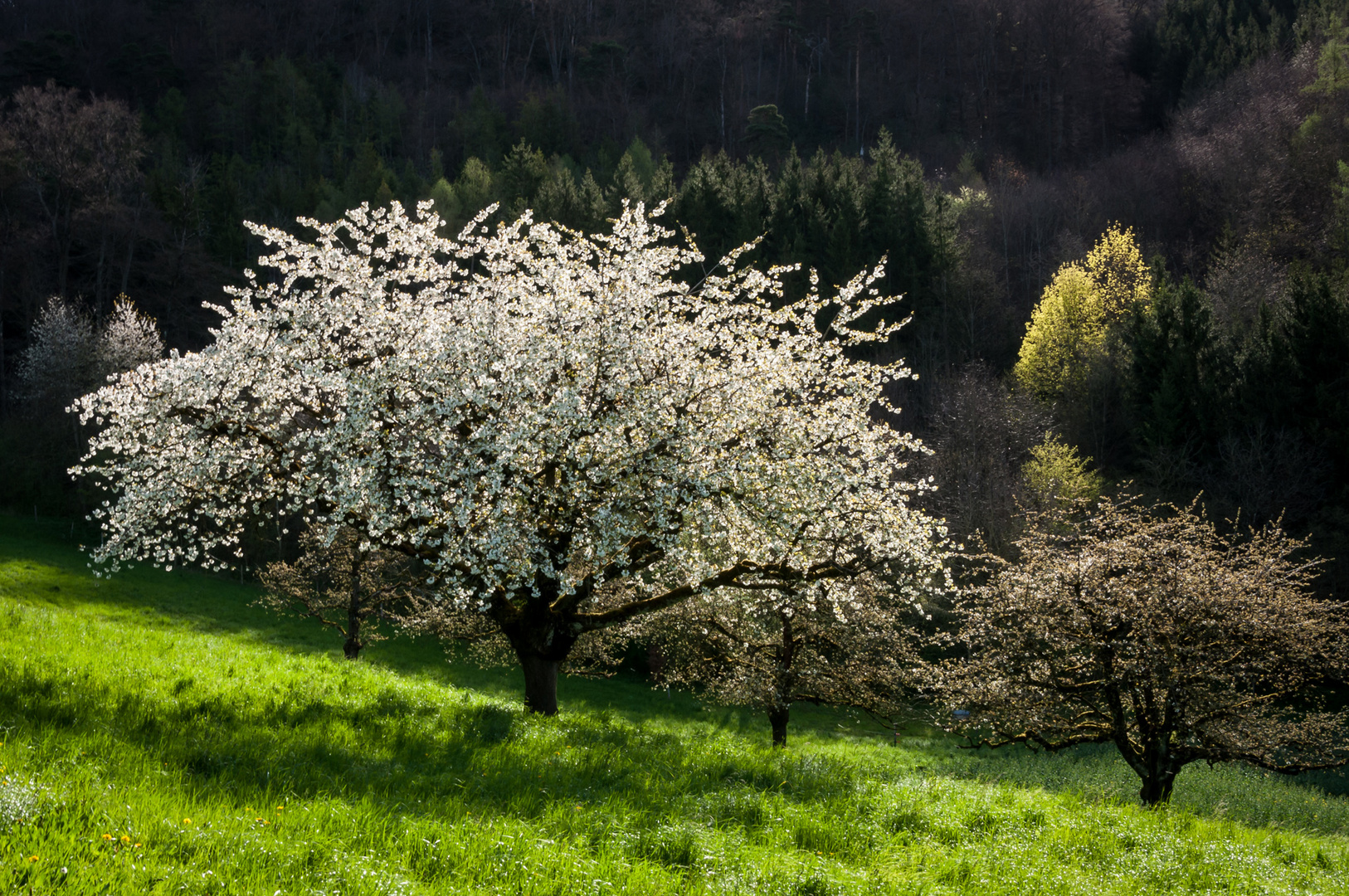 Blühender Baum 