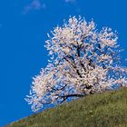 Blühender Baum