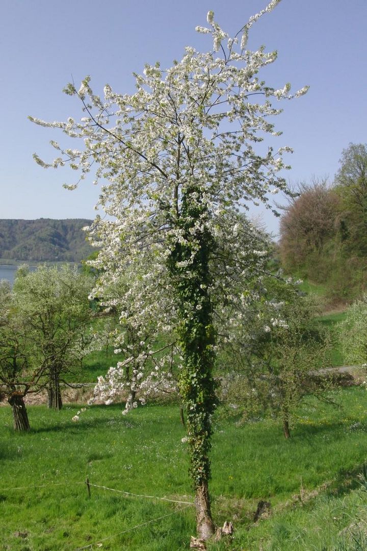 Blühender Baum