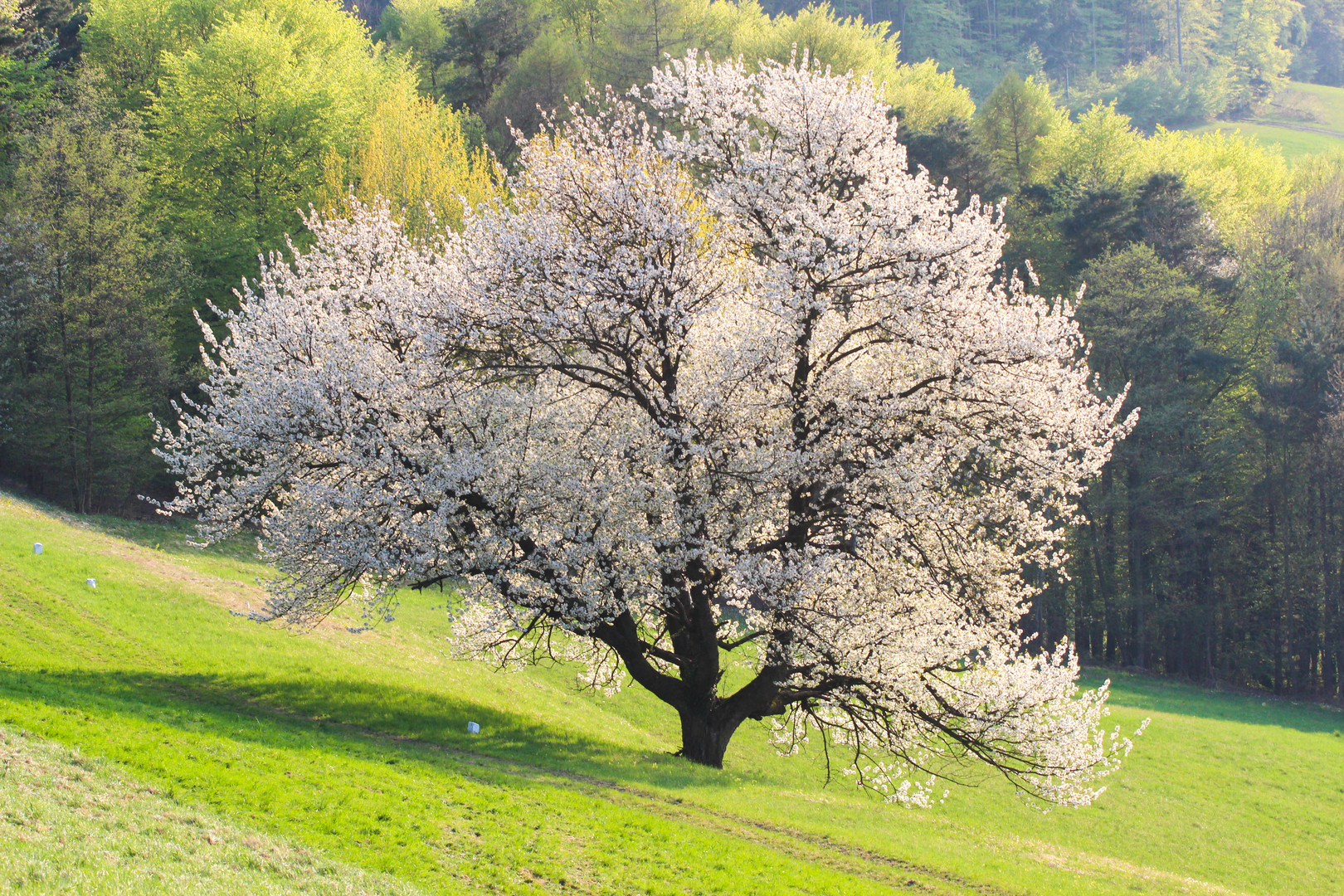 Blühender Baum