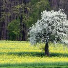 blühender Baum