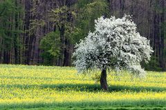 blühender Baum