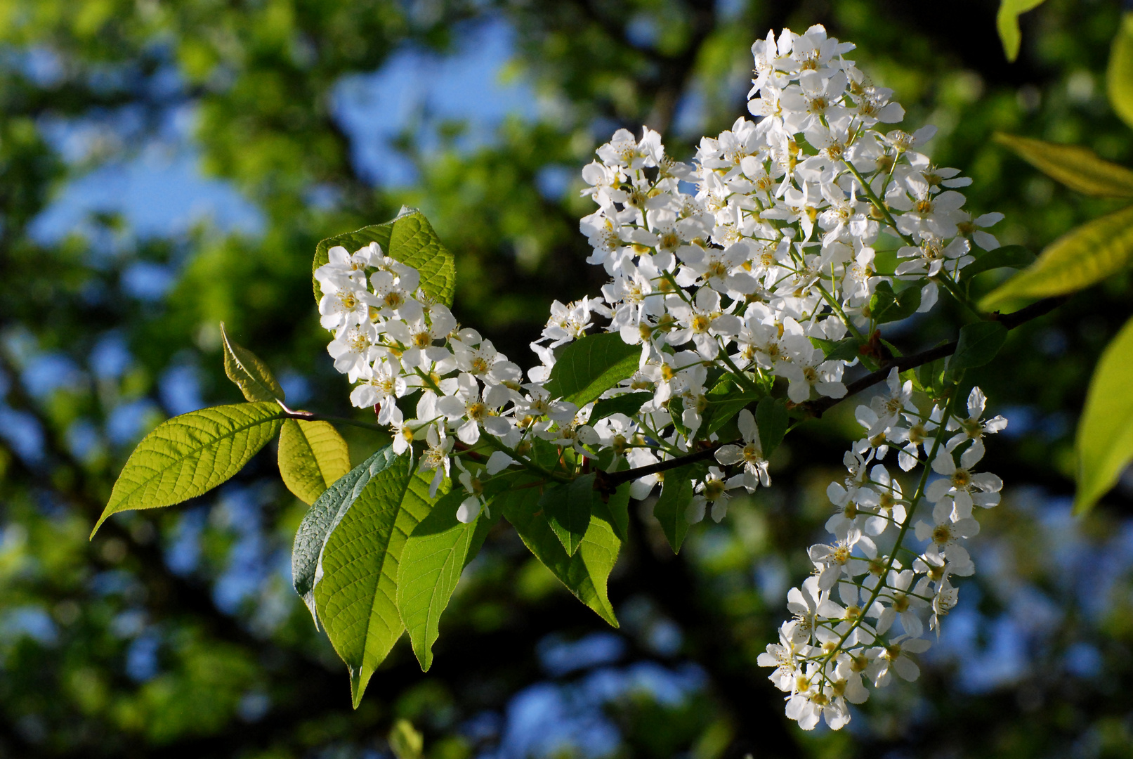 Blühender Baum