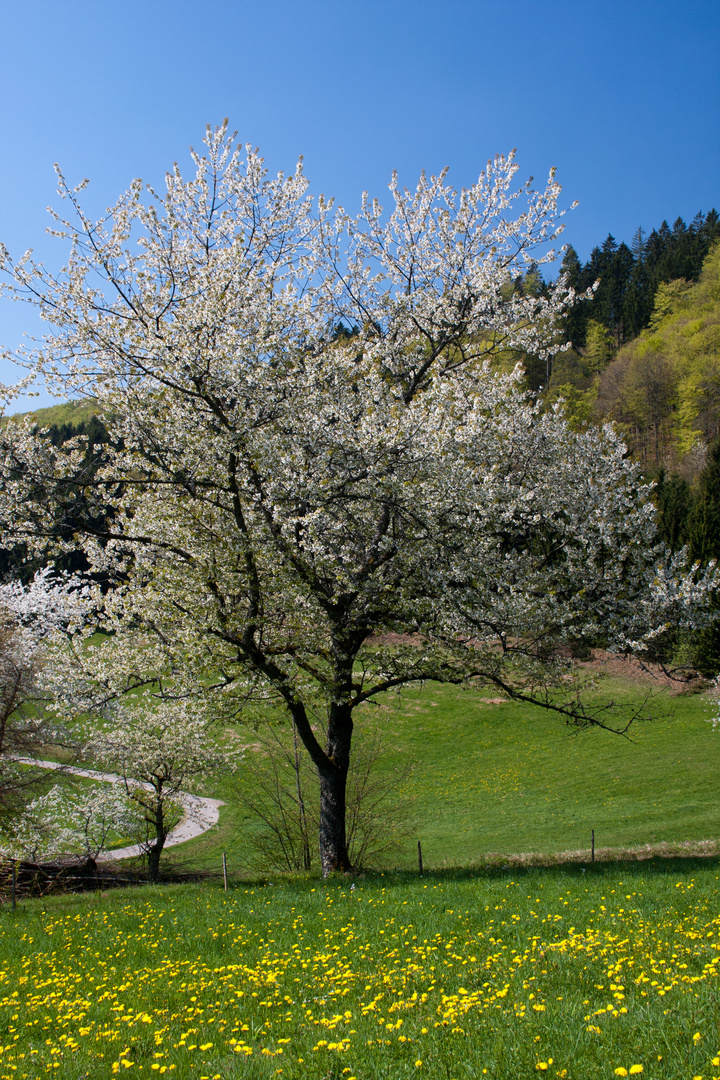 blühender Baum