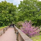 Blühender Baum an der Stadtmauer