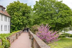 Blühender Baum an der Stadtmauer