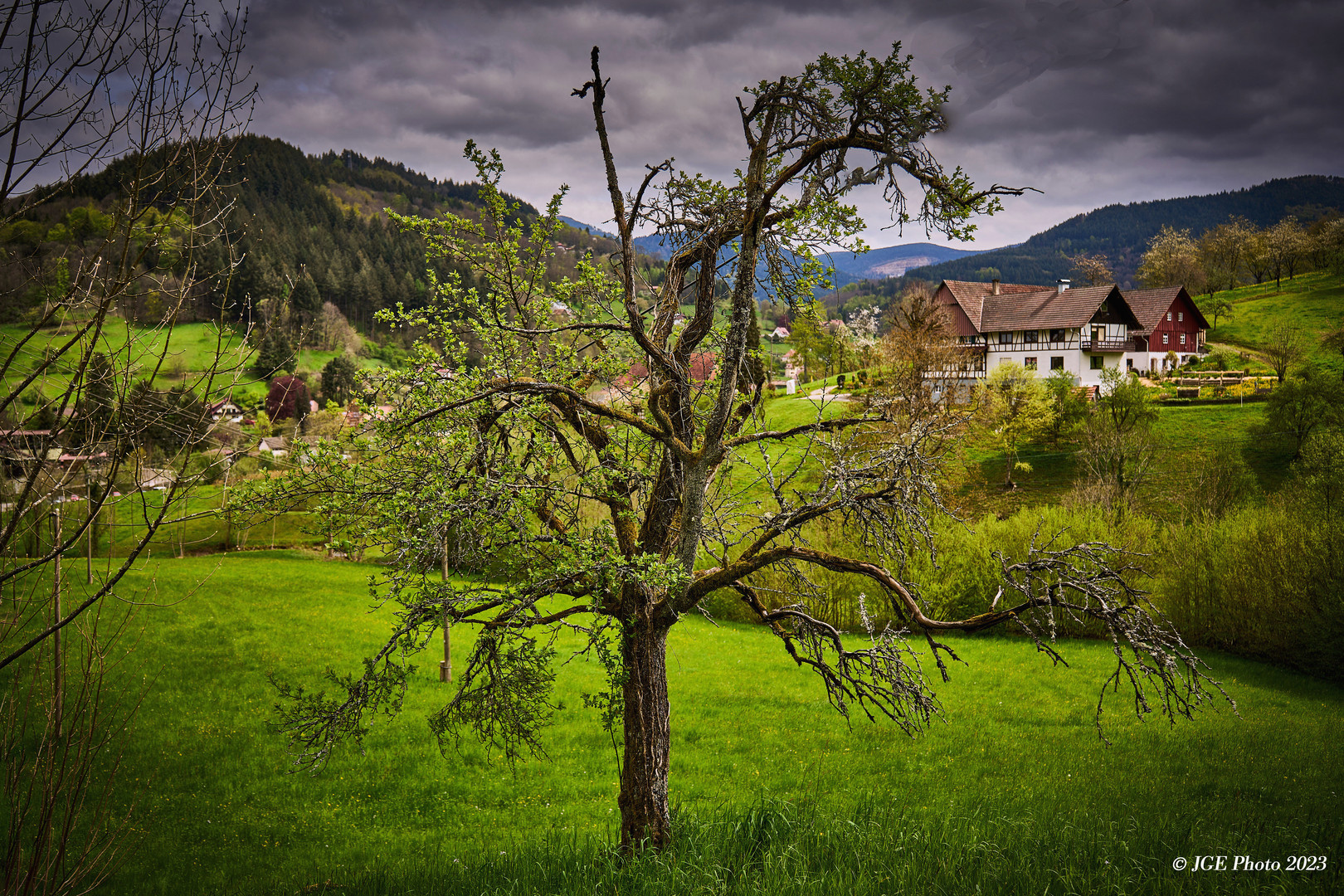 Blühender Baum auf dem Mühlenweg in Ottenhöfen